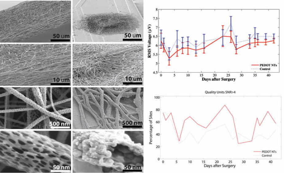Results of interfacing conducting polymer nanotubes with central nervous system